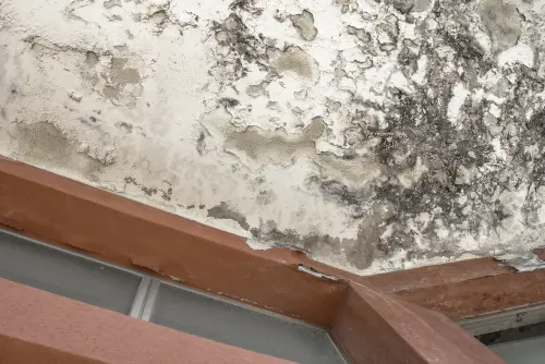 Mold-Damage-Repair--in-San-Antonio-Texas-mold-damage-repair-san-antonio-texas.jpg-image